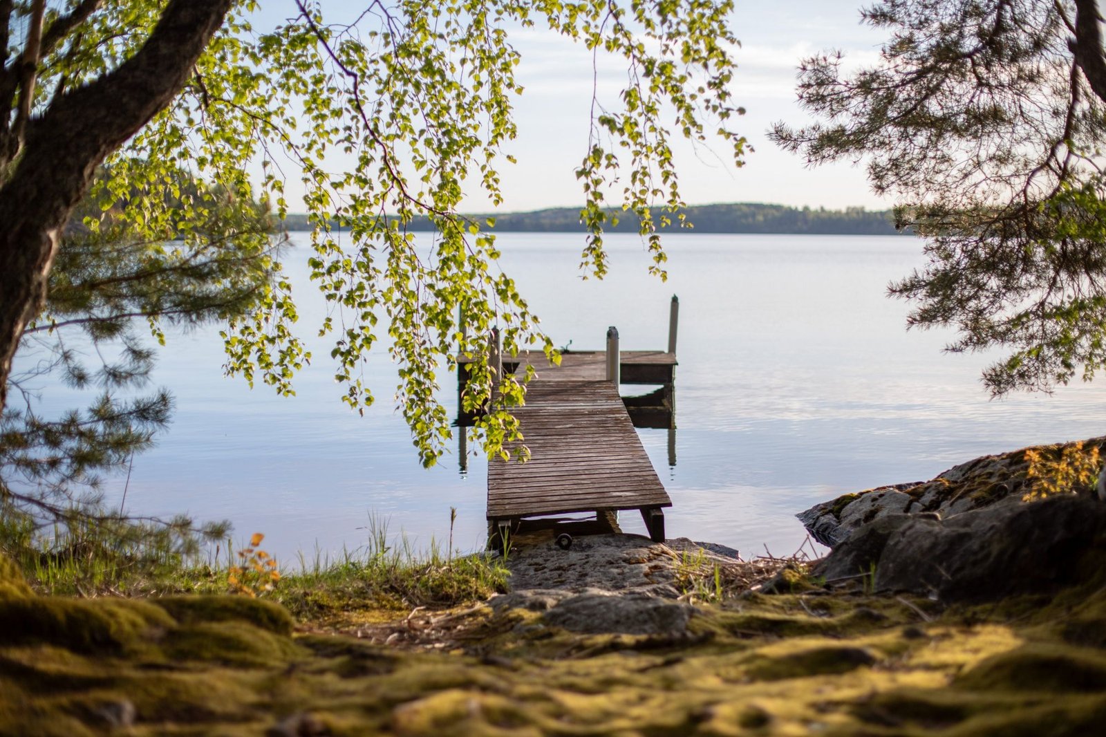 Photo, dock by a birch tree